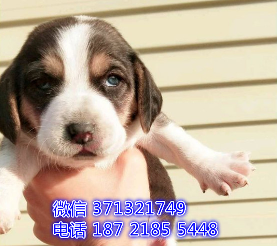 太原 比格犬出售纯种幼犬 太原狗场繁殖太原犬舍