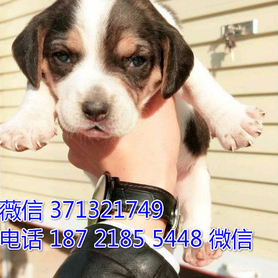 太原 比格犬出售纯种幼犬 太原狗场繁殖太原犬舍