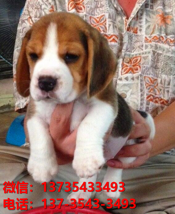 上海狗场宠物狗出售正宗比格犬宠物狗市场在哪