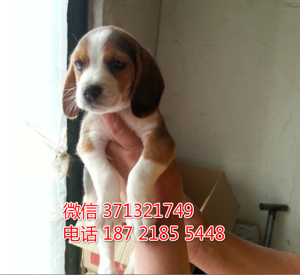 太原宠物 比格犬纯种幼犬 太原狗场 特价宠物狗