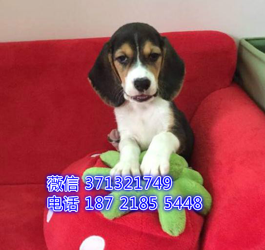 天津狗狗 比格犬出售 天津特价犬舍 全国发货