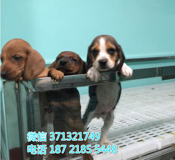 南京特惠 比格犬出售纯种幼犬 南京犬舍南京狗场