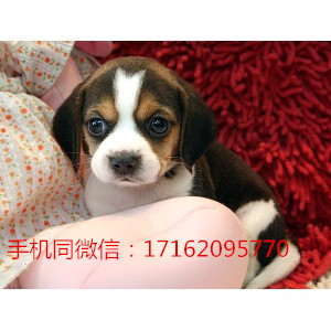 成都狗狗  性格开朗动作惹人怜爱活泼反应快的比格