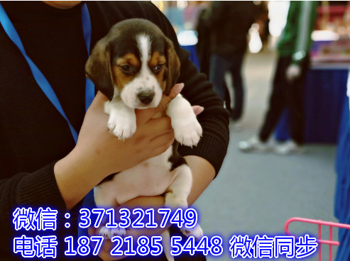 特价 比格犬出售纯种幼犬 专业繁殖专业发货 可上门看烁