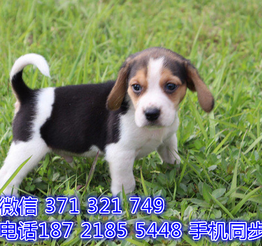 犬舍直销 特惠比格纯种幼犬 支持上门 宠物狗狗 宠物犬舍狗场偕