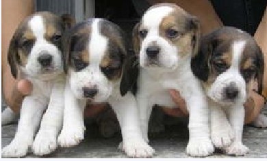 红河开远买狗 买比格犬请进 狗场出售漂亮小比