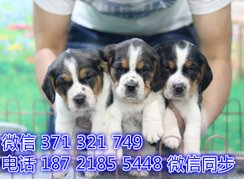 天津宠物狗狗 比格犬出售幼犬 全国可以发货妨