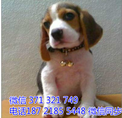 全国特惠比格犬纯种幼犬 支持上门 支持空运汽运 包健康衔