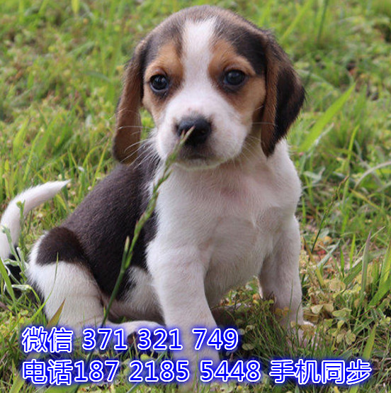 犬舍直销 特惠比格纯种幼犬 支持上门 宠物狗狗 宠物犬舍狗场偕