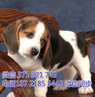 全国特惠比格犬纯种幼犬 支持上门 支持空运汽运 包健康品