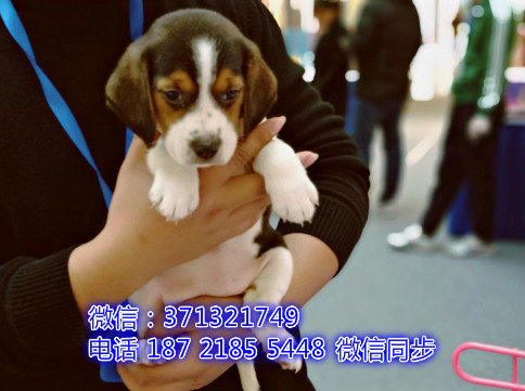 特价 比格犬出售纯种幼犬 专业繁殖专业发货 可上门看被