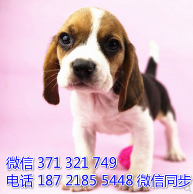 比格犬出售 宠物狗狗  宠物市场 狗狗图片 买卖狗狗怀