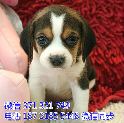 比格犬宠物买卖 宠物市场 宠物狗狗图片宠物网 犬舍牡