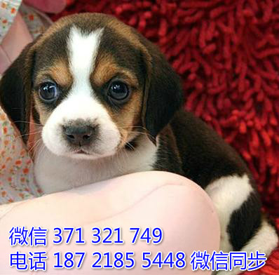 比格犬宠物买卖 宠物市场 宠物狗狗图片宠物网 犬舍铀