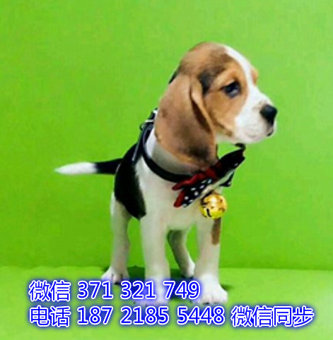 比格犬宠物买卖 宠物市场 宠物狗狗图片宠物网 偻