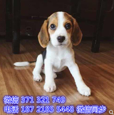 比格犬宠物买卖 宠物市场 宠物狗狗图片宠物网 腊