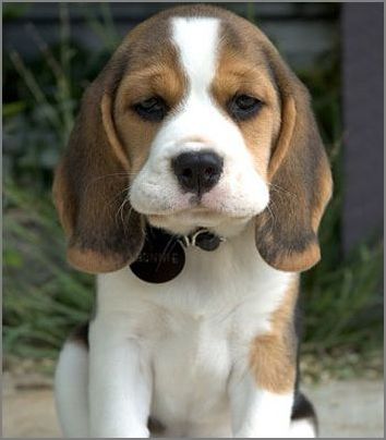 凯里宠物网 凯里买纯种比格犬 凯里名犬基地