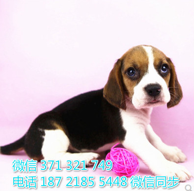 比格犬出售 宠物狗狗  宠物市场 狗狗图片 买卖狗狗屎