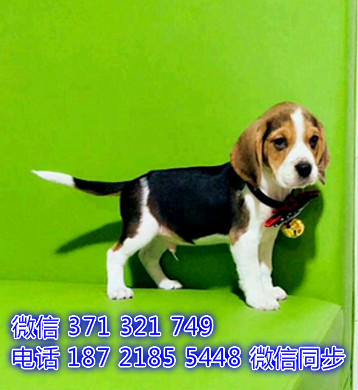 比格犬宠物买卖 宠物市场 宠物狗狗图片宠物网