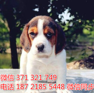 比格犬宠物买卖 宠物市场 宠物狗狗图片宠物网