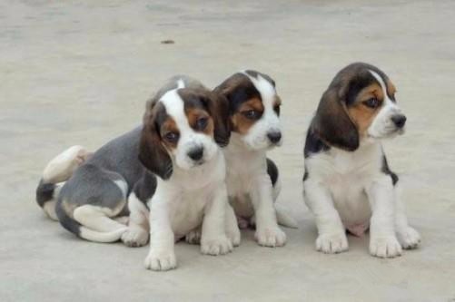 文山买狗的地方 文山买比格犬请来云南狗场