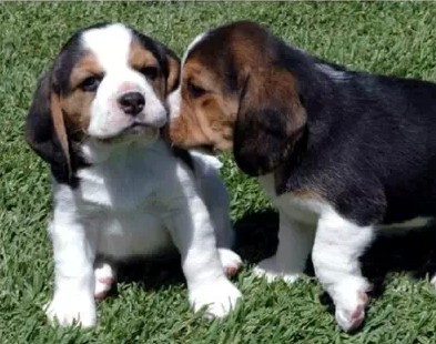 金平县买狗 金平县买比格犬 狗场小比格出售