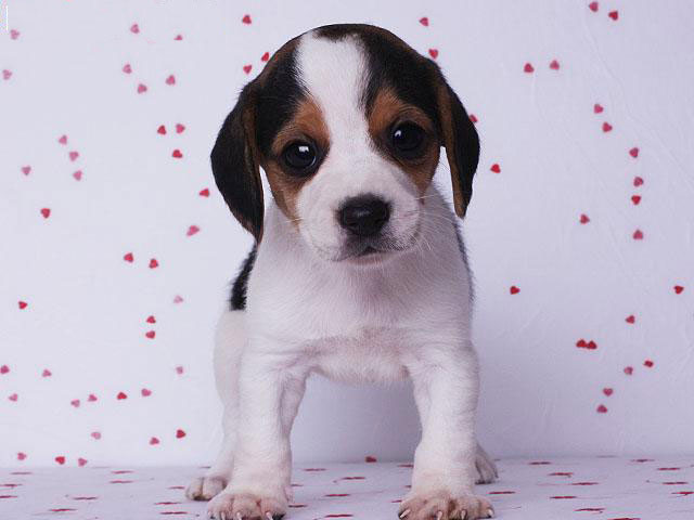 广州出售纯种健康比格幼犬 疫苗齐全 多窝可选