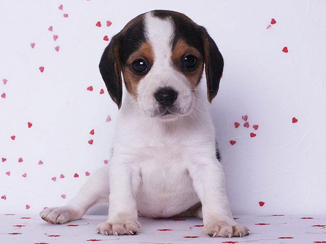 广州出售纯种健康比格幼犬 疫苗齐全 多窝可选