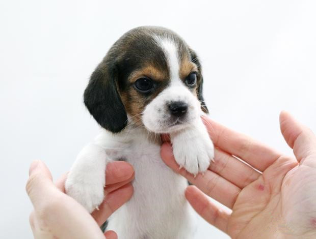 广州买狗 广州哪里有买狗靠谱 比格犬一只多少钱