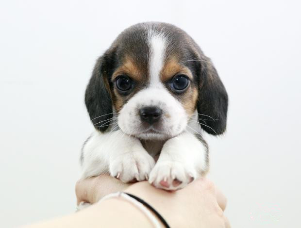 广州买狗 广州哪里有买狗靠谱 比格犬一只多少钱