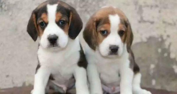 玉溪华宁县买比格犬 云南本地狗场比格犬出售