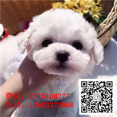 内江哪里有卖长不大比熊犬 比熊能长多大 比熊幼犬多少钱 比熊犬舍