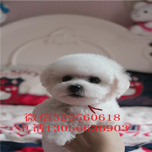 铜川出售纯种卷毛比熊犬双血统比熊疫苗齐全