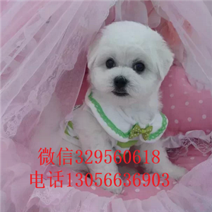 云阳哪里有卖精品比熊赛级比熊疫苗齐全