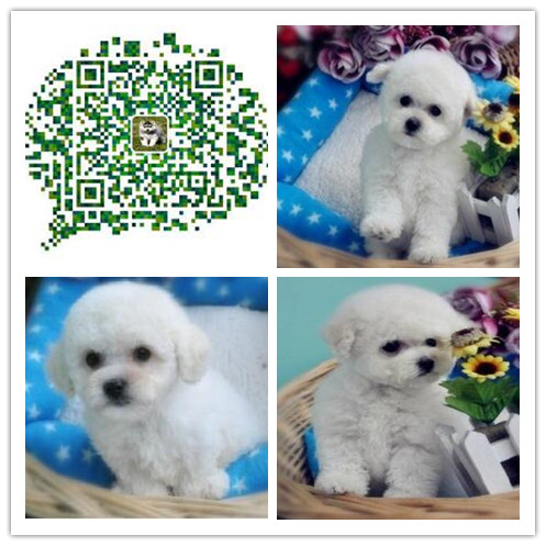 西安出售比熊幼犬 西安哪里有卖比熊犬 西安哪