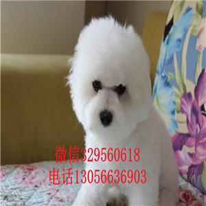 承德市哪里有卖法国比熊幼犬高品质比熊包纯种