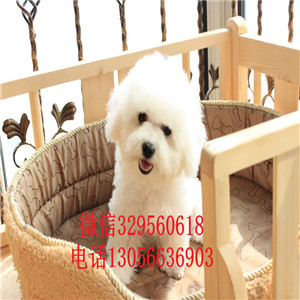 绥化哪里能买到长不大的比熊高品质比熊包纯种