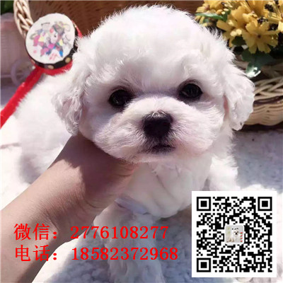 内江哪里有卖长不大比熊犬 比熊能长多大 比熊幼犬多少钱 比熊犬舍