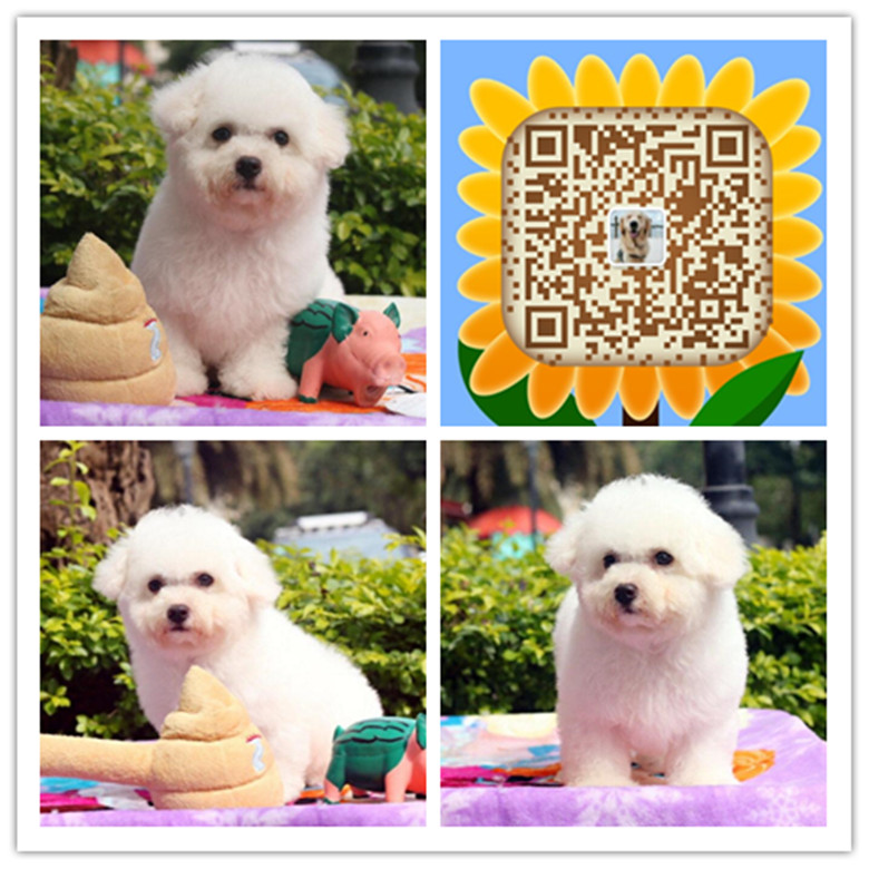 武汉哪里有卖狗的 武汉哪里有狗场 武汉哪里有