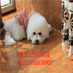 黑河哪里有卖卷毛比熊犬赛级比熊疫苗齐全