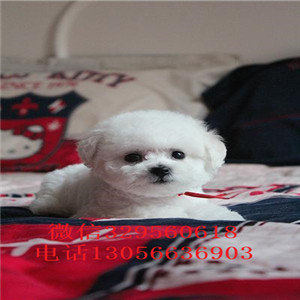 松原出售纯种比熊幼犬双血统比熊疫苗齐全