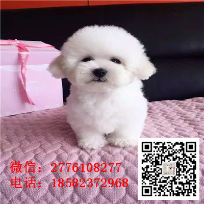 内江哪里有卖长不大比熊犬 比熊能长多大 比熊幼犬多少钱 比熊犬舍