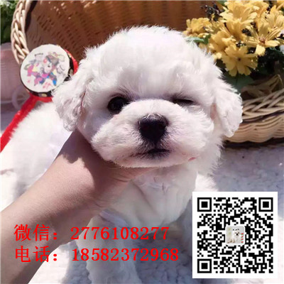 九龙坡哪里有卖长不大比熊犬 比熊能长多大 比熊幼犬多少钱 比熊犬舍