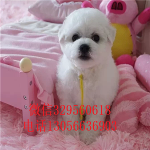 云阳哪里有卖精品比熊赛级比熊疫苗齐全