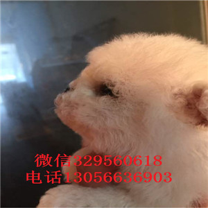 朔州哪里有卖卷毛比熊犬赛级比熊包纯种健康