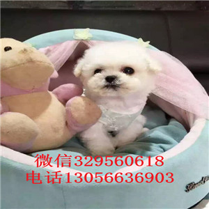 晋中哪里能买到白色比熊犬高品质比熊包纯种健康