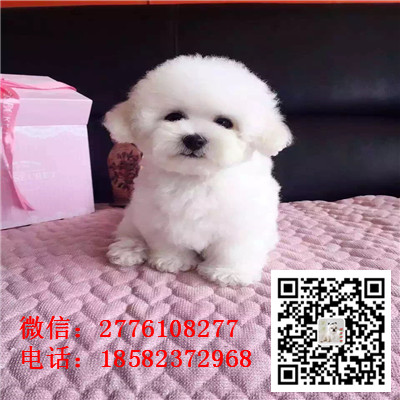 怒江哪里有卖长不大比熊犬 比熊能长多大 比熊