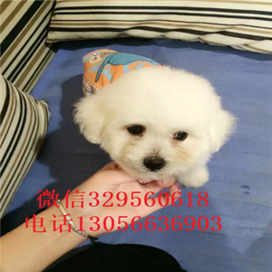 泰安出售纯种法国比熊幼犬双血统比熊疫苗齐全