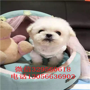 随州哪里能买到精品比熊高品质比熊包纯种健康