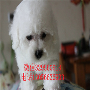 抚顺哪里有卖白色比熊犬高品质比熊疫苗齐全